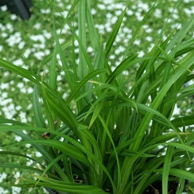 Carex Morowii Irish Green p9