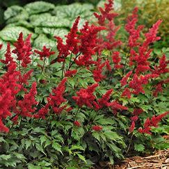 Astilbe (Arendsii) Fanal p9