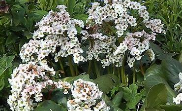 Bergenia cordifolia 'Bressingham White' p9