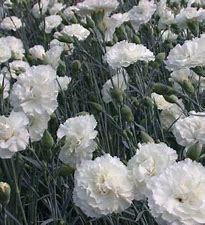 Dianthus (P) 'Haytor White' p9