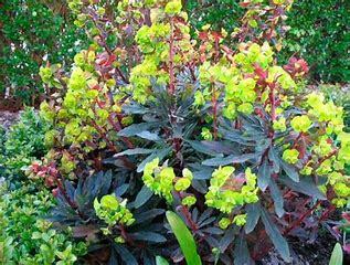 Euphorbia amygdaloides 'Purpurea' p9