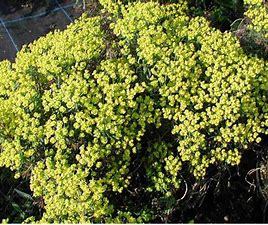 Euphorbia cyparissias 'Clarice Howard p9