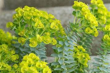 Euphorbia myrsinites p9