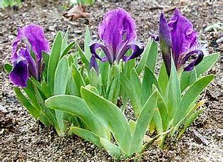 Iris  Atroviolacea p9