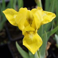 Iris  Brassie p9