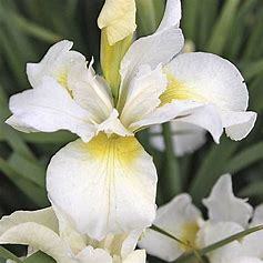 Iris  sibirica Snow Queen  p9