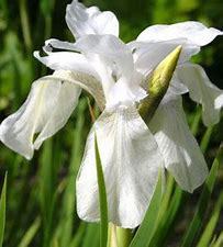 Iris (Pumila) Alba p9