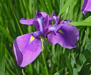Iris ensata p9