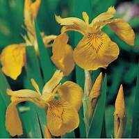 Iris pseudacorus p9