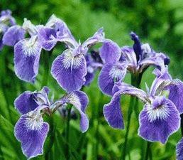 Iris setosa,  p9