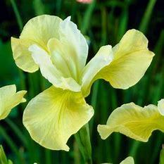 Iris sibirica Butter and Sugar  p9