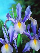 Iris Wedgewood p9