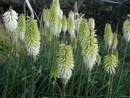 Kniphofia Ice Queen p11
