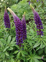 Lupines Gallery Blue p9