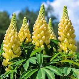 Lupines Gallery Yellow p9