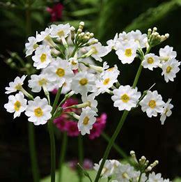Primula japonica Alba p9