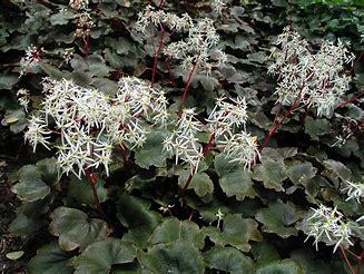 Saxifraga  cortusifolia Rubrifolia p9