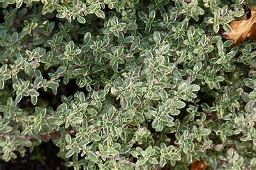Thymus citriodorus Silver Queen p9