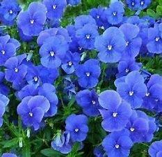 Viola Blue Perfection p9