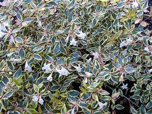 Abelia grandiflora Hopley's C2 25/30
