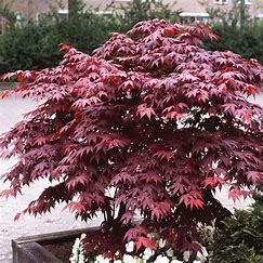 Acer palmatum Bloodgood C7,5 60/80