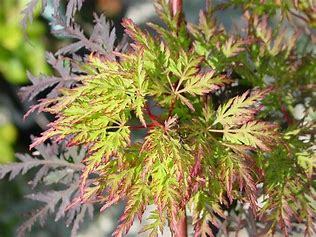 Acer palmatum Emerald Lace C12 100/125